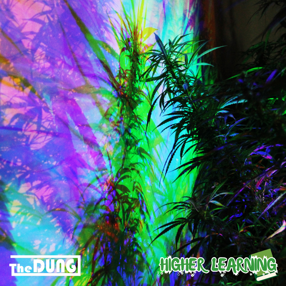 High Times Down Under: Cannabis Events and Festivals in Australia