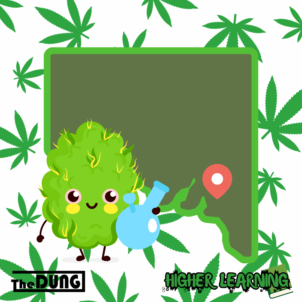 Adelaide Bongs: A Guide To The Best Smoke Shops in SA
