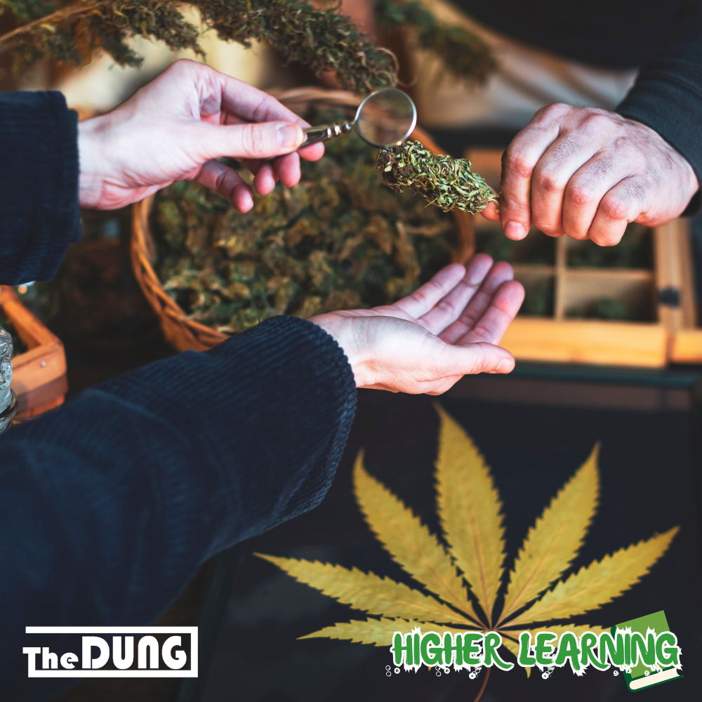 10 things we love most about Cannabis