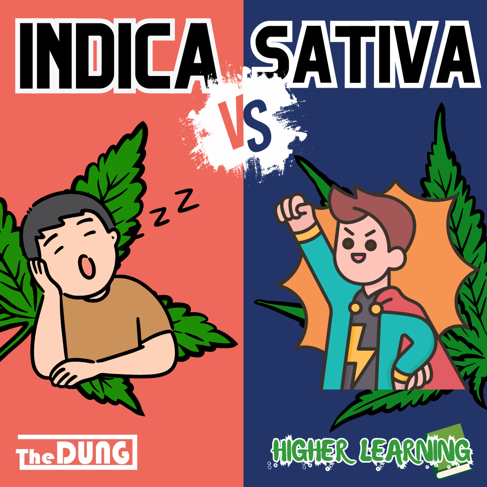 The Cannabis Spectrum: What is the difference between Indica and Sativa?